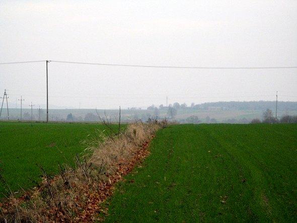 Pola niedaleko Strzyżewic