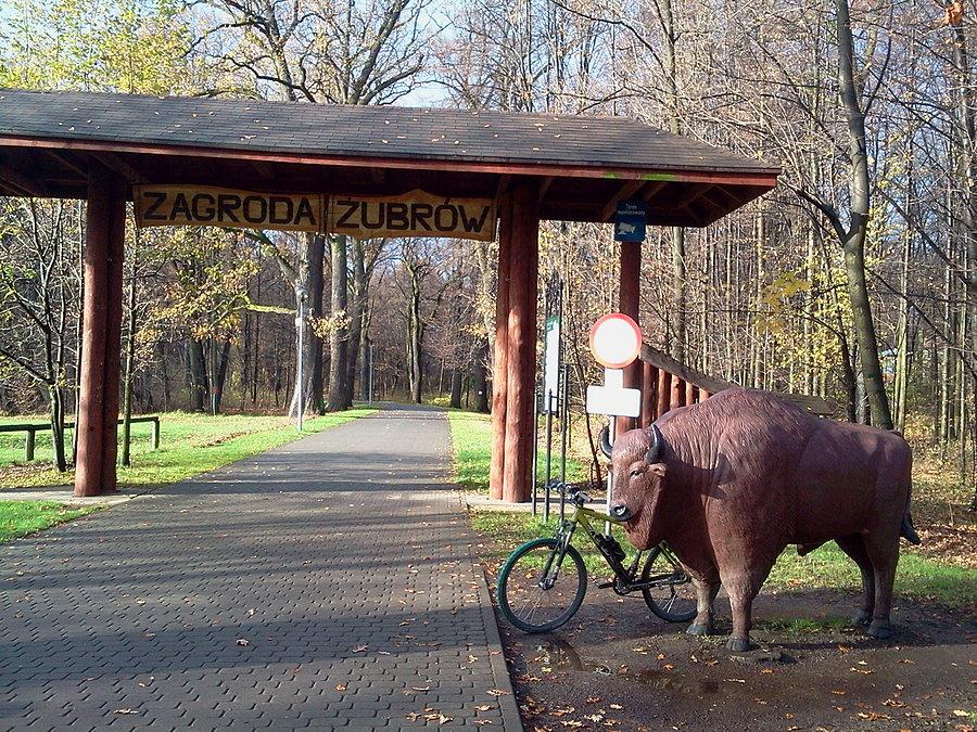 Pszczyna zagroda żubrów