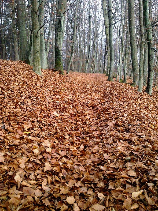 Singielek koło Jeziora Zduńskiego