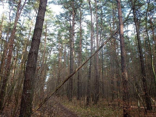 Ścieżka była oznakowana jako czarny szlak - jak dotąd mi nieznany