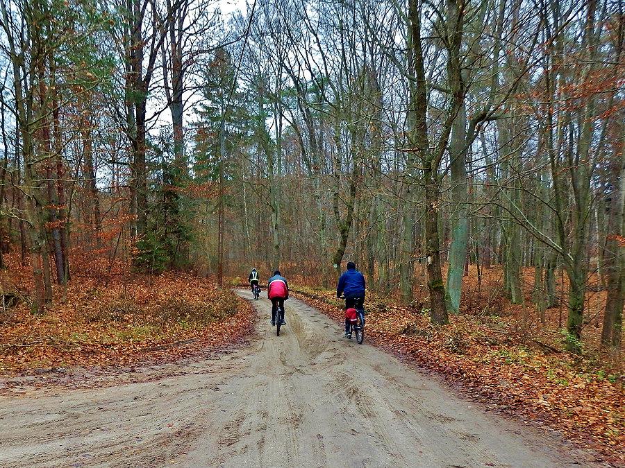 Na trasie wycieczki - Nadleśnictwo Starogard