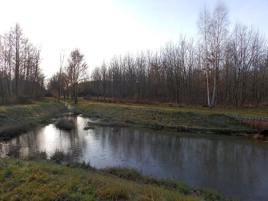 Uprawy Leśne przy Kosmonautów