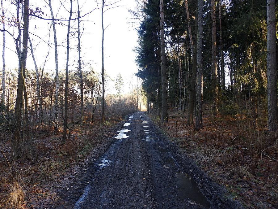 Las Mokrzański