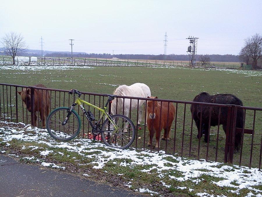 Koniki w Chociebużu