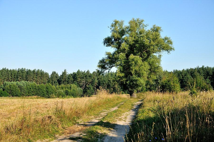 Drzewo na szlaku