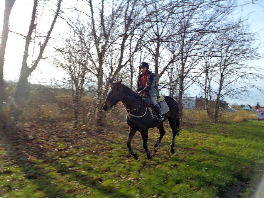 Noretka w kłusie