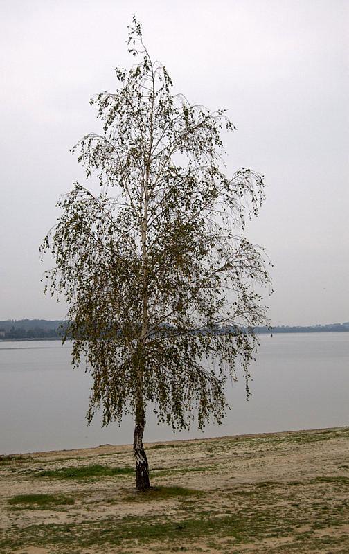 Brzózka nad jeziorem w Pławniowicach
