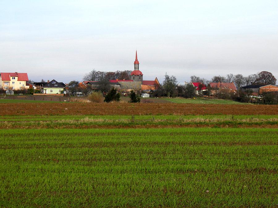 Pod Przęsocinem zielenią się oziminy - 2 grudnia 13 r