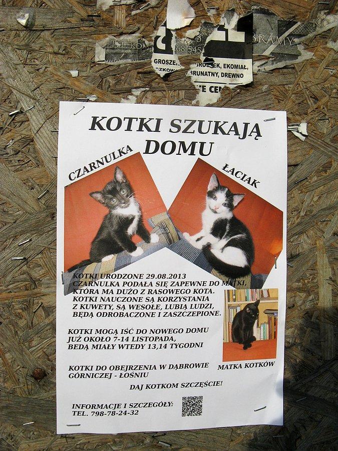 Kotek szuka domu!