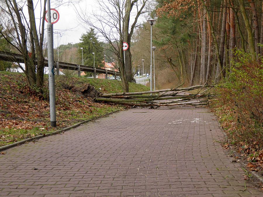 Dzielnica Głębokie - na ścieżce rowerowej po orkanie Ksawery