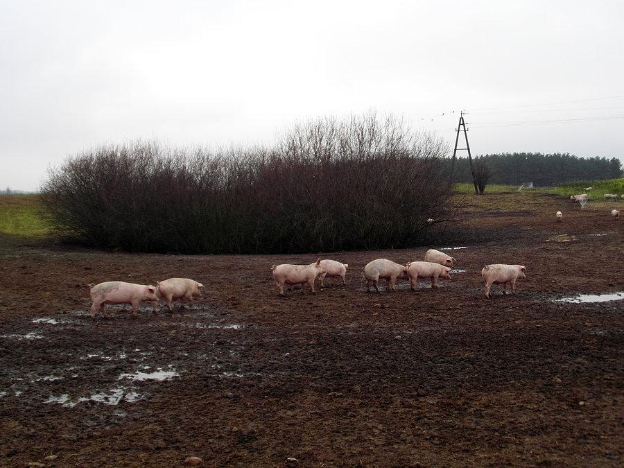 Bezstresowy wychów świnek w Trzcińsku