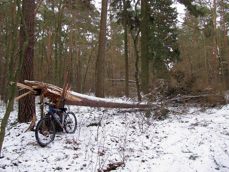Huragan zrobił swoje, nawet w lesie