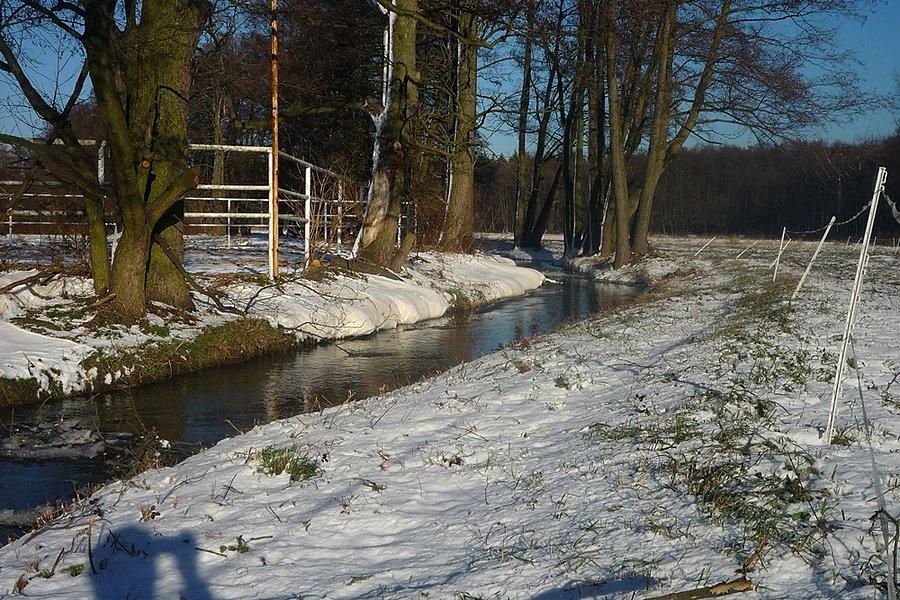 Mrówka prawie zamarzła