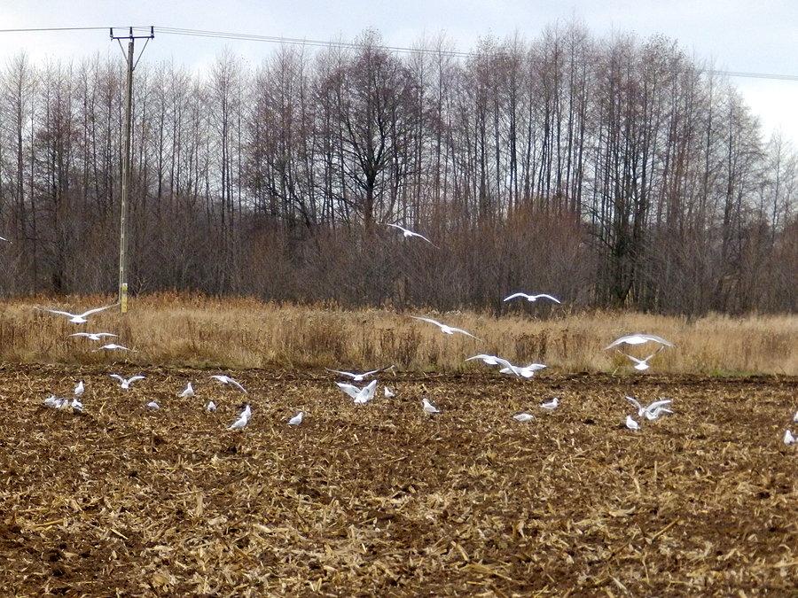 Rybitwy na polu?