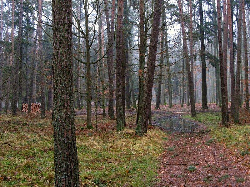 Puszcza Zielonka - kolejna bajkowa droga leśna
