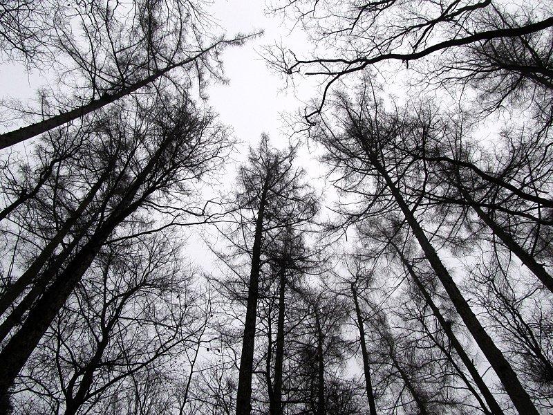 Widok na korony najwyższych drzew w całej Puszczy Zielonce