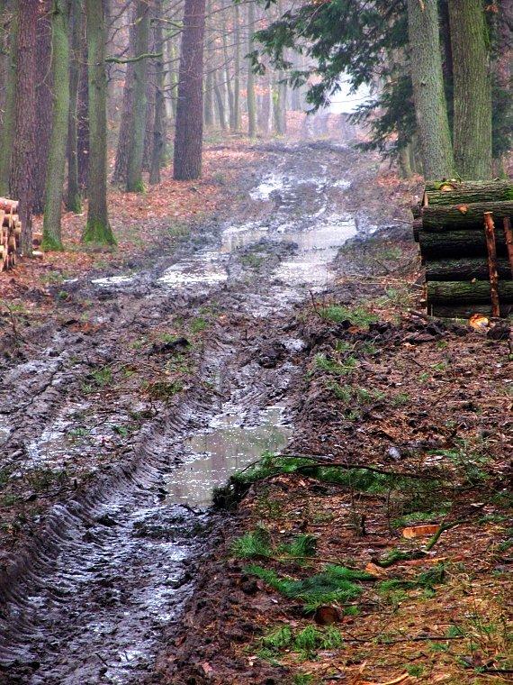Totalnie hardcorowa droga leśna - ja jechałem bokiem, między drzewami :-)