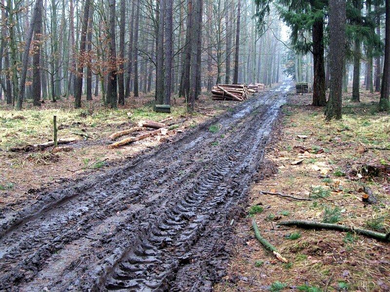 Puszcza Zielonka - tam gdzie miejsce miała wycinka, drogi nie były już przejezdne
