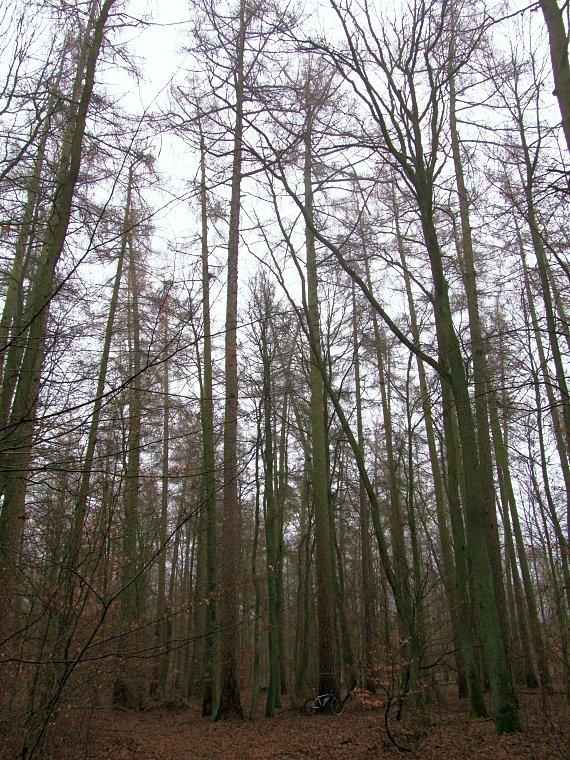 Rezerwat Klasztorne Modrzewie z moim rowerem u podstawy