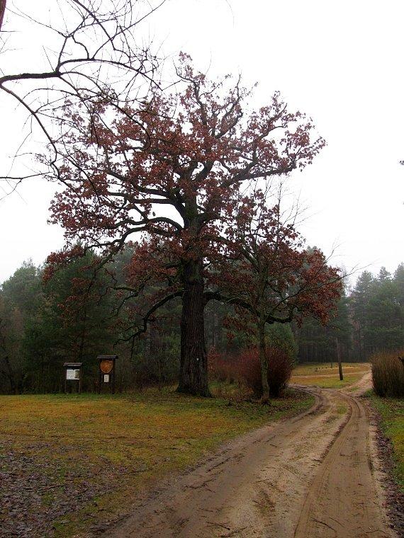 Okazały dąb przy leśniczówce w Odrzykożuchu