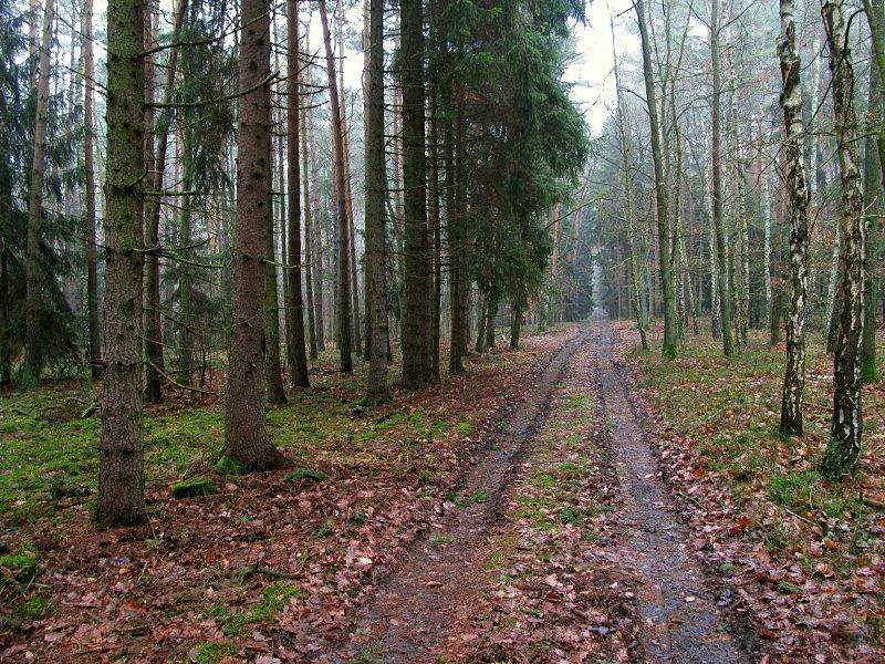 Puszcza Zielonka - jazda takimi drogami to dla mnie poezja