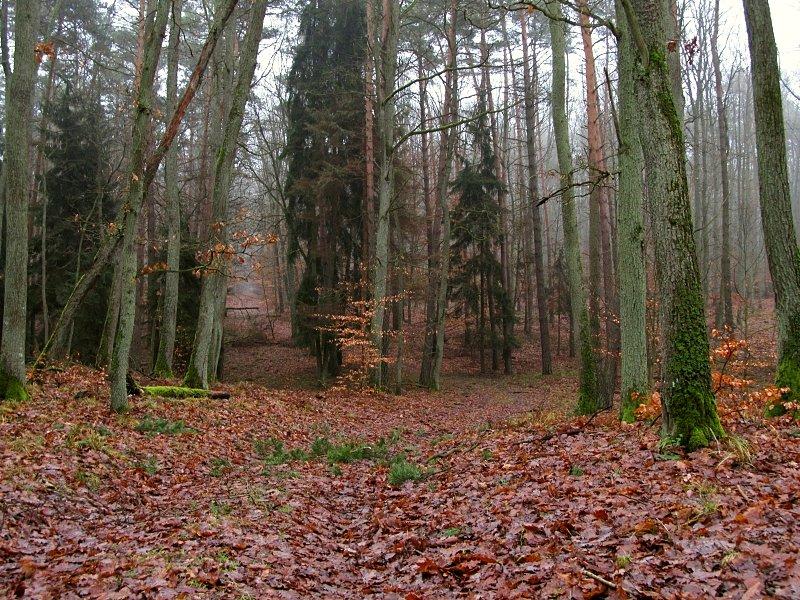 Puszcza Zielonka - Rezerwat Las Mieszany w Nadl. Łpouchówko
