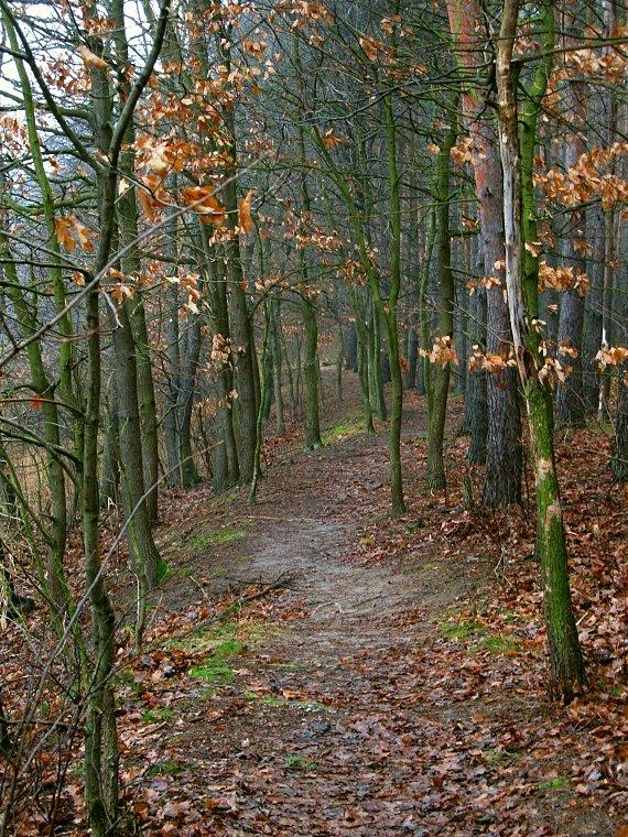 Singletrack przy Jeziorze Tuczno