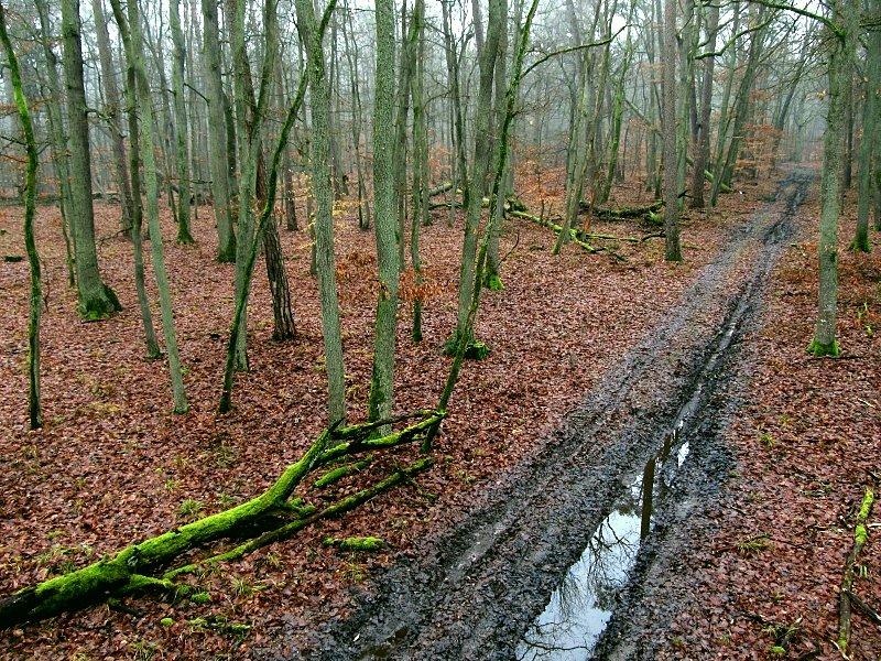 Puszcza Zielonka - wilgotne drogi w lesie bukowym