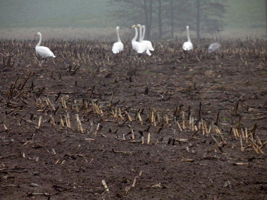 Na polach pod miejscowością Krackow 14 grudnia 13 r