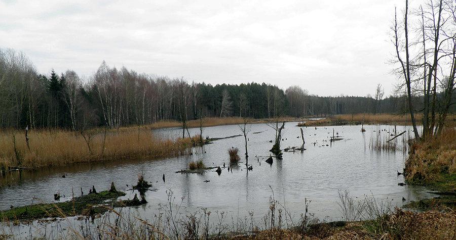 Rozlewiska w pobliżu osady Żółtew, blisko Bartoszewa