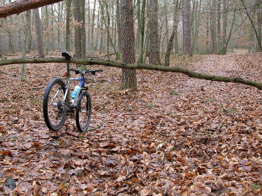 Myślałem, że uda mi się przejechać pod gałęzią
