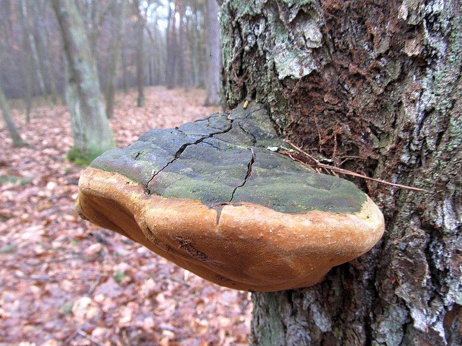 Pasożytnicza huba