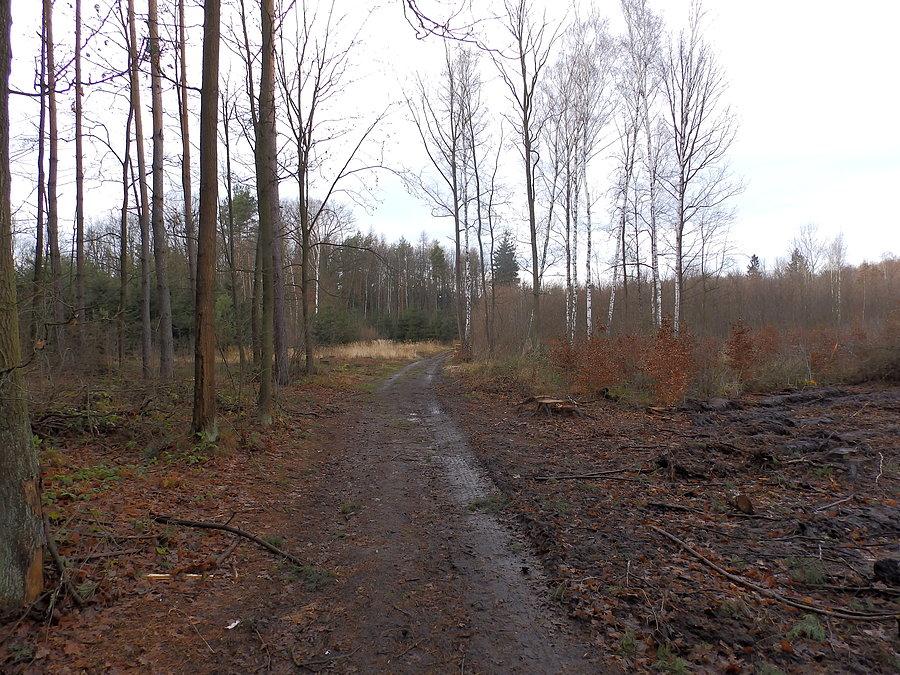 Las Mokrzański na skraju zrębu