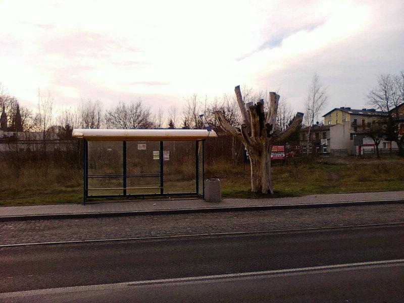 Drzewo jak nowoczesna rzeźba
