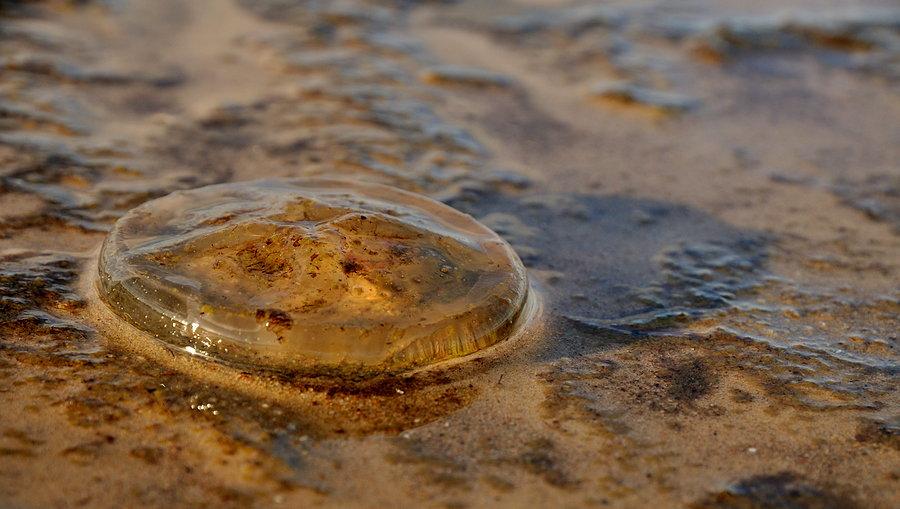 Meduza na brzegu
