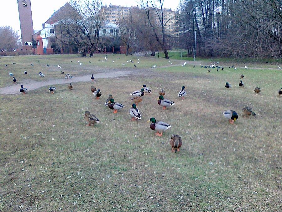Z takiej pogody oprócz rowerzystów zadowolone są też kaczki
