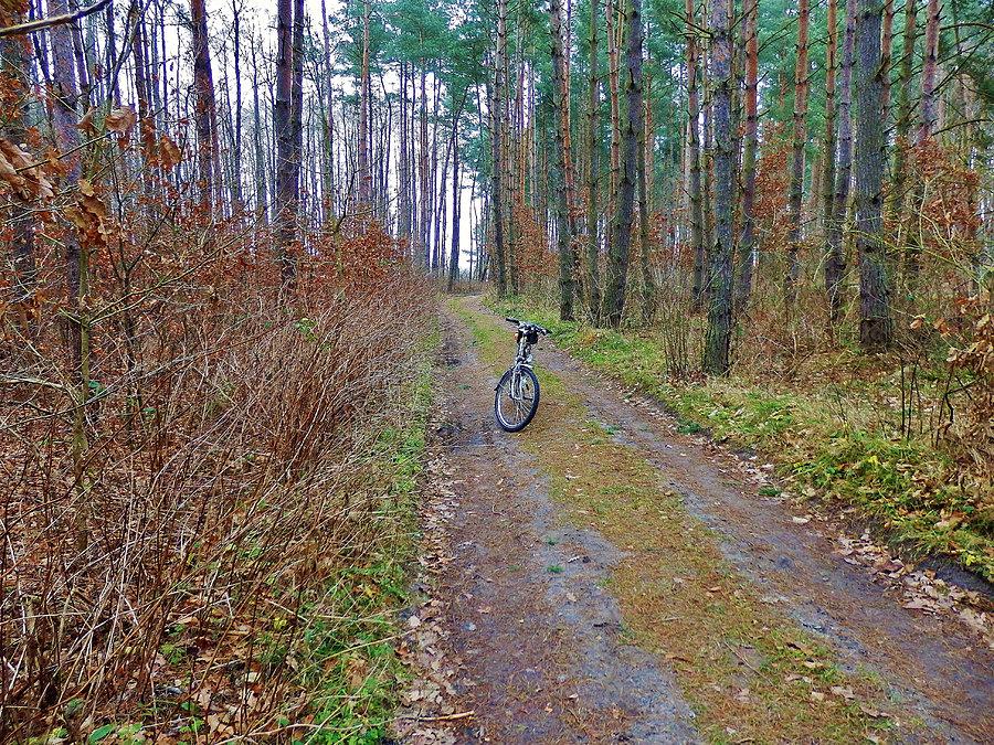 Na trasie wycieczki. Las Rokicki