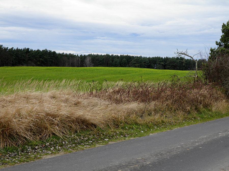 Z drogi pomiędzy Blankensee a Bismark - na polach zielono a jest 28 grudnia 13 r