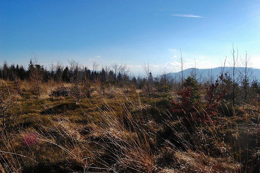 Widoczek