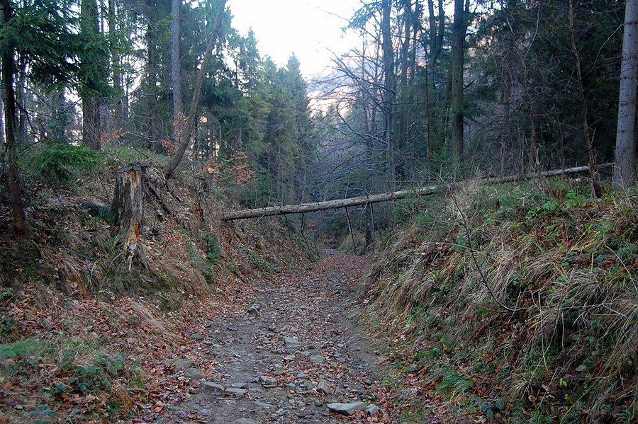 Na żółtym szlaku z Przełęczy u Panienki do Kóz