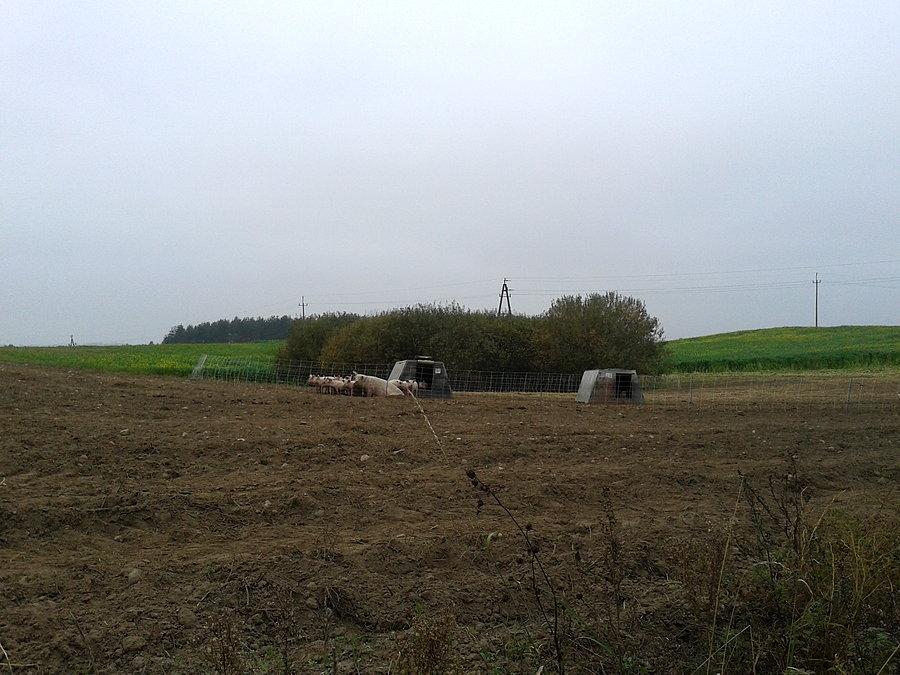 Jakaś dziwna sprawa domki dla świń