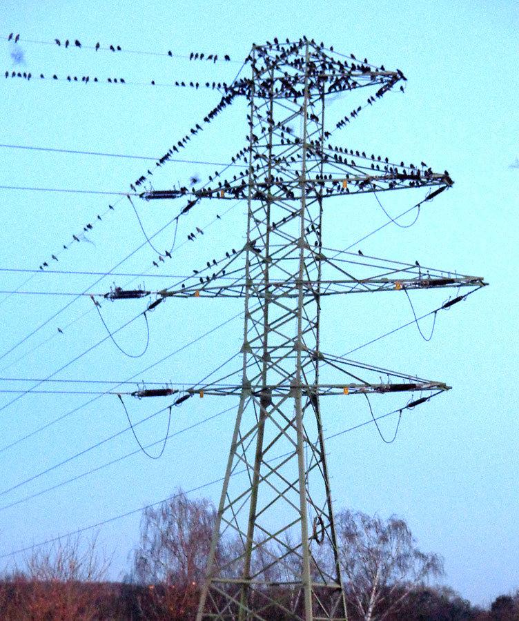 Ptaki na słupie