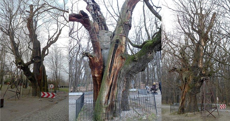 Dąb Mieszko I na Ursynowie