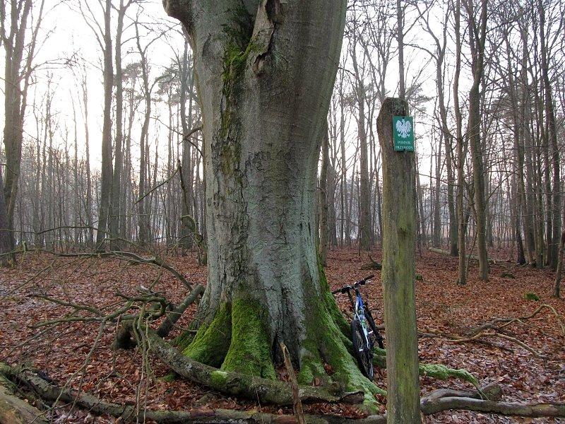 Pomnikowy buk w Uroczysku Maruszka o obwodzie ok.440cm