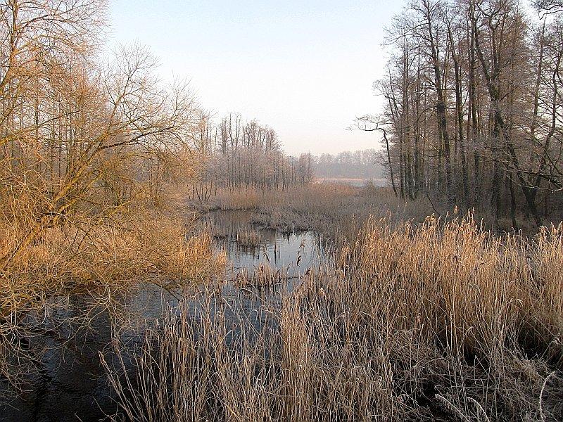 Bagienne tereny przy Jeziorze Uzarzewskim