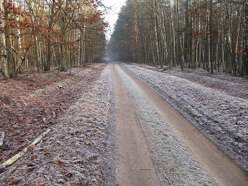 Szron na drodze do Dąbrówki Kościelnej