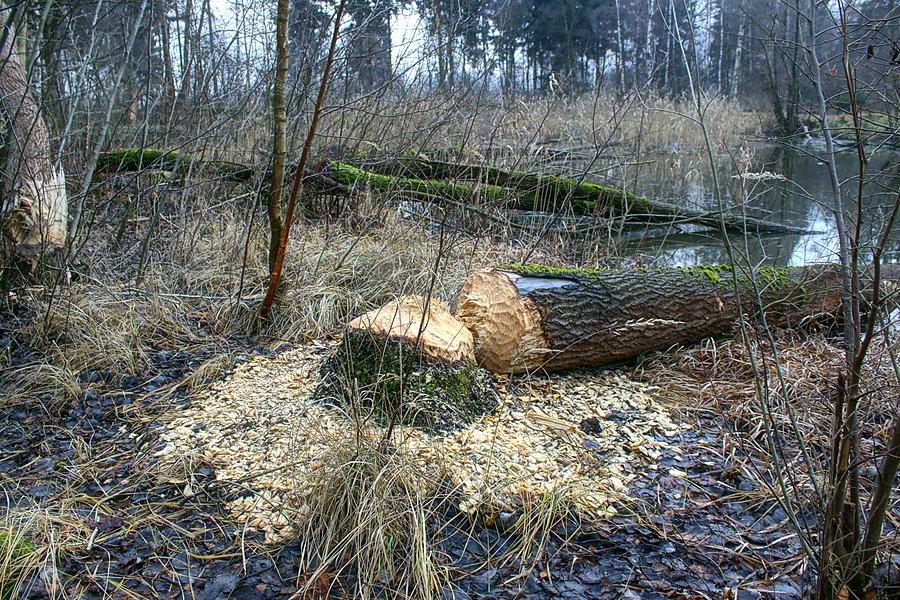 Bobry dzielnie pracują na Żabim Uroczysku
