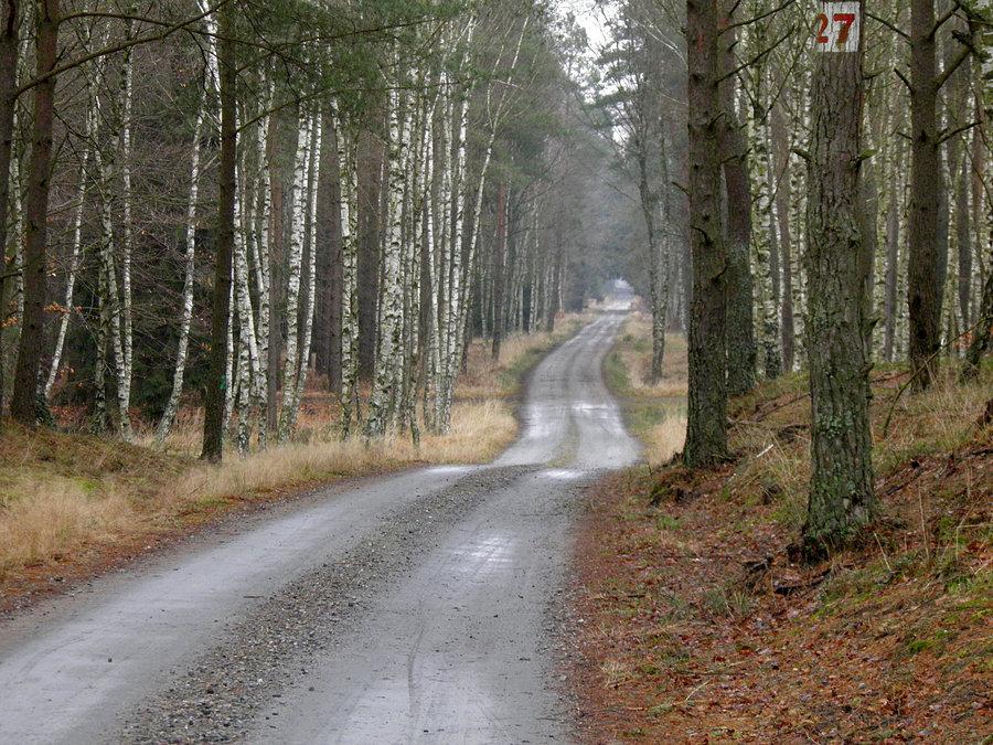 Leśna droga nr 27 - 2 stycznia 14 r. Zimy nadal nie widać
