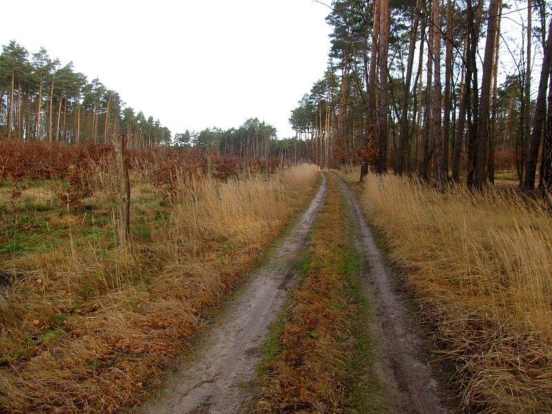 Pierwsze kilometry przez Puszczę Zielonka