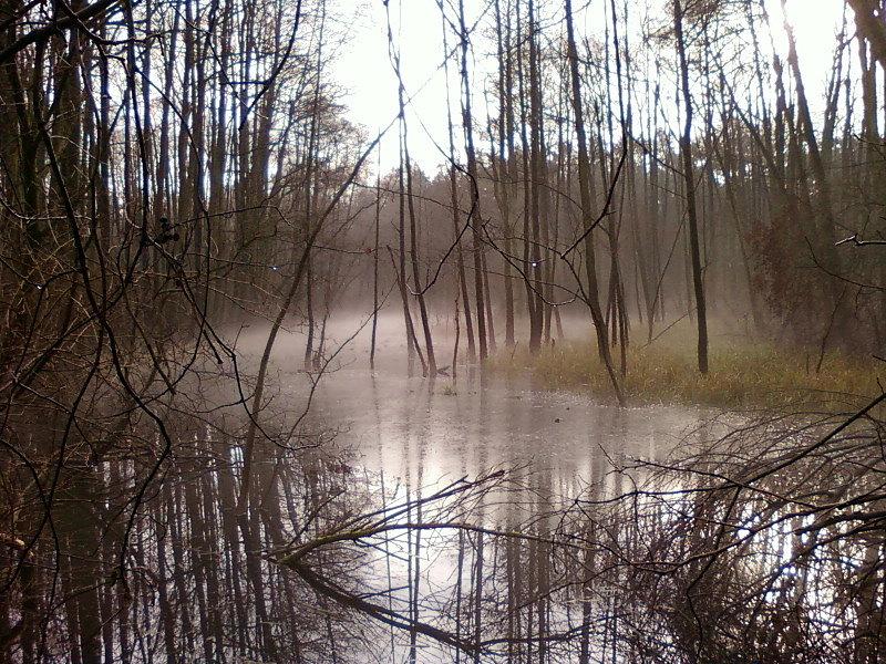 Opary nad mokradłem